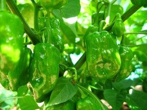 These habanero chillis are probably hot already. They're really too hot to use in the restaurant - I'm not sure why I grow them...