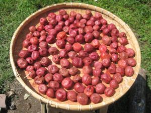 Umeboshi pickles drying in the autumn sun.