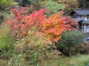 maple leaves in November