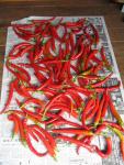 red chillies