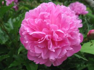 peony in the garden