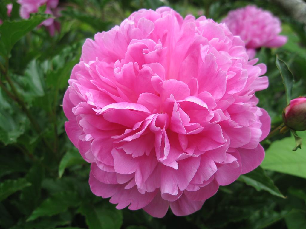 peony in the garden
