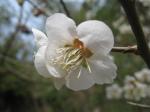 ume-130401-0007_web