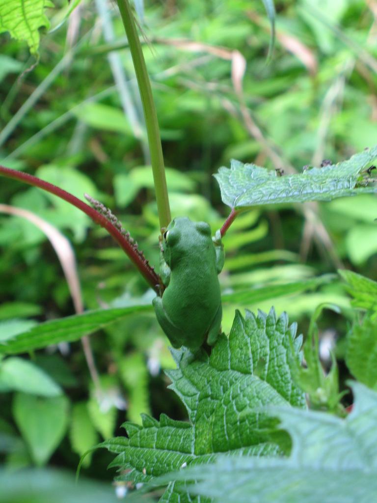 small tree frog